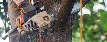 Best Tree Risk Assessment  in Homestead, FL