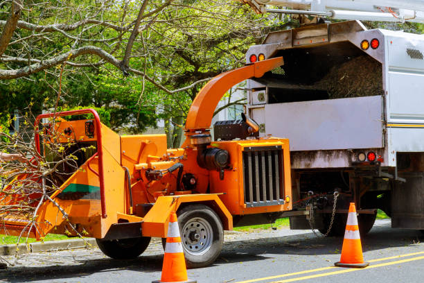 Tree and Shrub Care in Homestead, FL