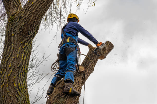 Leaf Removal in Homestead, FL