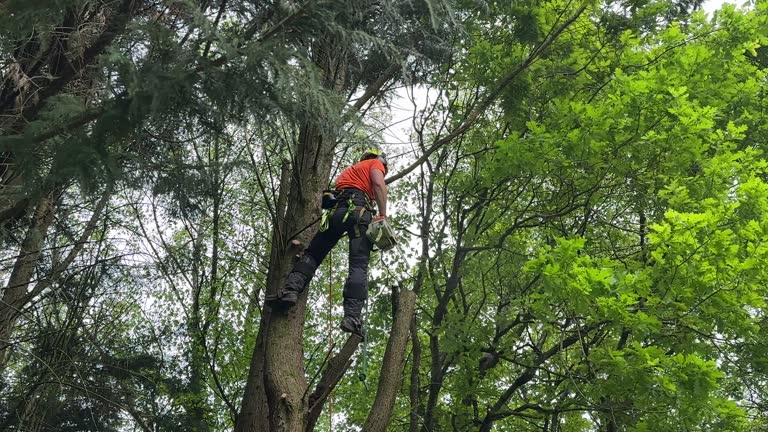 Best Storm Damage Tree Cleanup  in Homestead, FL